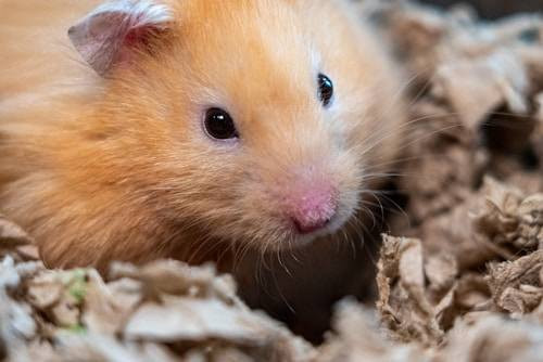 Ilustrasi Kenapa Hamster Cepat Mati? Sumber: Unsplash