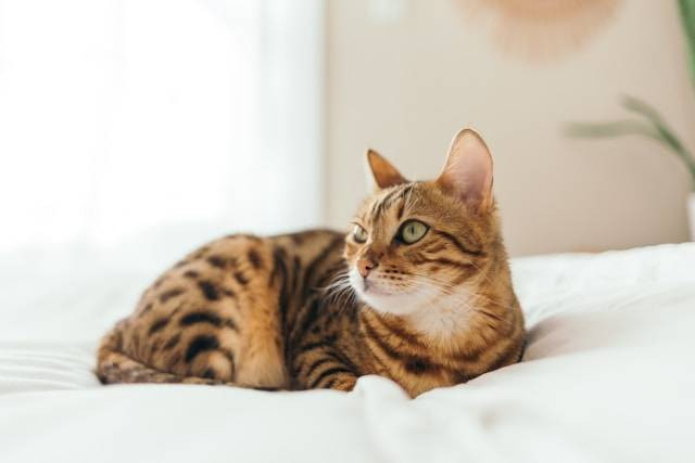 Ilustrasi cedera ekor pada kucing. Foto: Paul Hanaoka/Unsplash