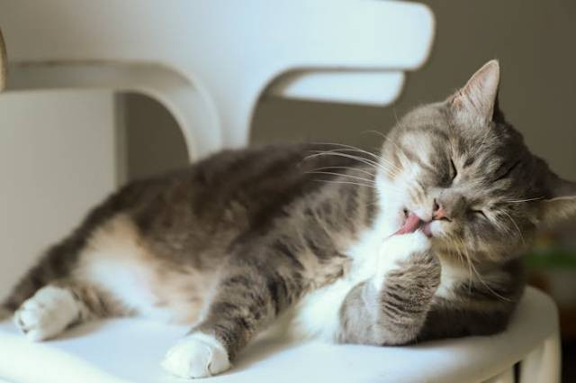 Ilustrasi wood pellet kucing adalah, sumber foto: Cats Coming by pexels.com
