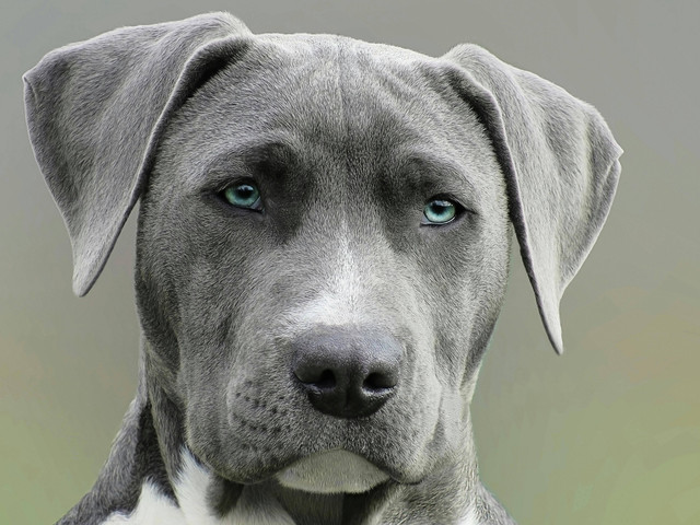 Ilustrasi: Penyakit Anjing Tua. Sumber: Alexandru Rotariu/Pexels.com