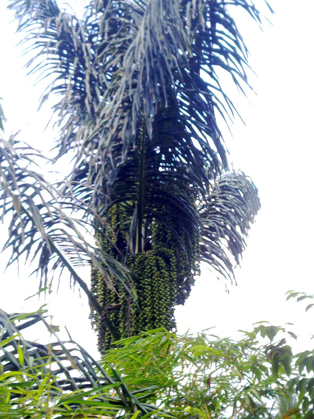 Aren tanaman konservasi sumber bioethanol sekaligus berfungsi dalam pemberdayaan ekonomi masyarakat (Sumber: foto pribadi).
