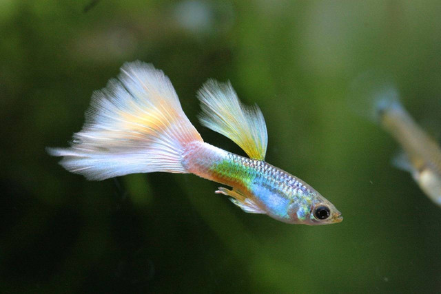 Ilustrasi ciri ikan guppy mau melahirkan. Foto: Pexels
