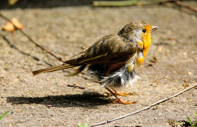 ilustrasi moulting pada burung. Sumber foto: Pixabay