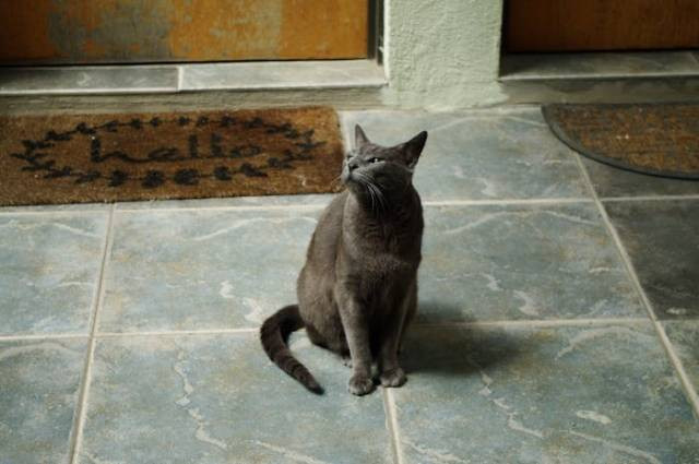 Ilustrasi apakah kucing melahirkan harus ditemani, sumber foto: JoJo Black by pexels.com