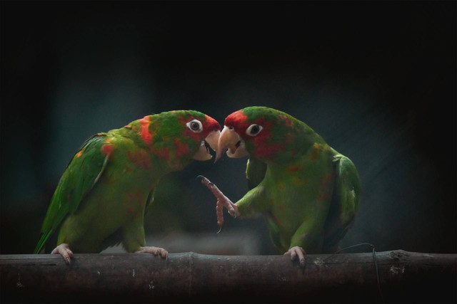 Ilustrasi burung lovebird. Sumber foto: Unsplash