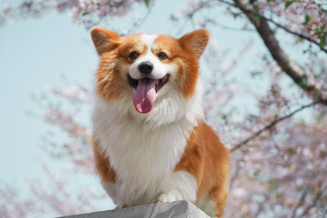 Ilustrasi Bagaimana Cara Meningkatkan Nafsu Makan Anjing. Sumber: Unsplash.com/Alvan Nee