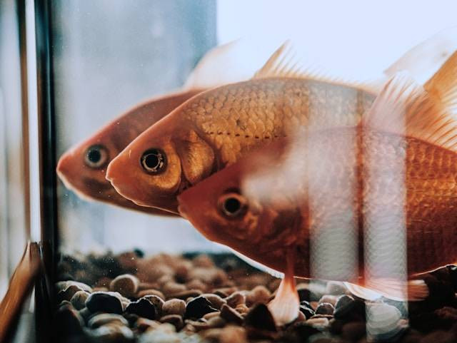 Ilustrasi Tanda Ikan Mas Terlalu Banyak Diberikan Makan. Foto: dok. Unsplash/Mihai Lazăr