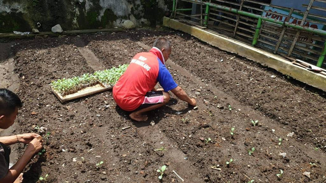 Kisah Sukses Narapidana: Menanam Bibit Sayur sebagai Pembelajaran & Rehabilitasi