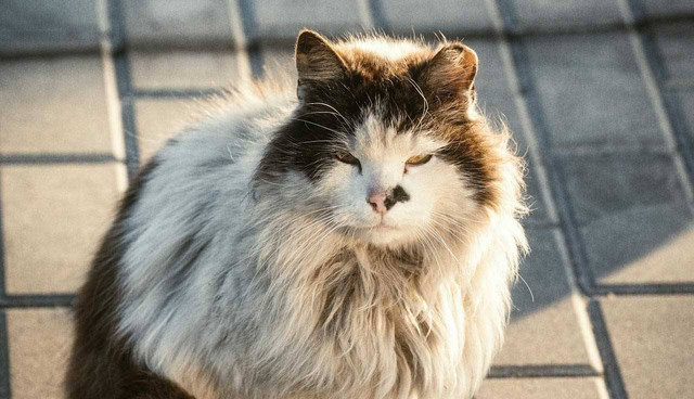 ilustrasi kucing jamuran (Unsplash)