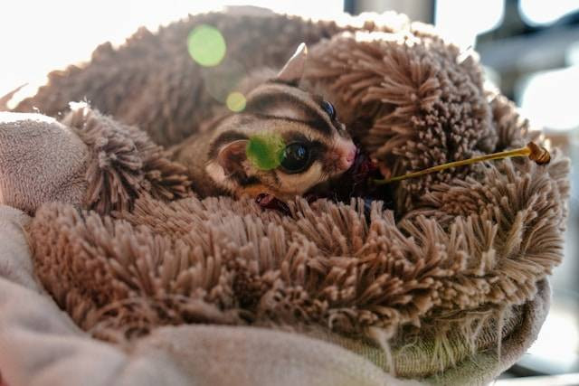 Ilustrasi Cara Agar Sugar Glider Tidak Bau. Foto: dok. Unsplash/Henry Lai