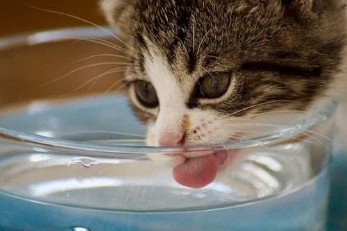 Ilustrasi Kucing Sebaiknya Minum Air Mentah atau Matang? Sumber: Unsplash