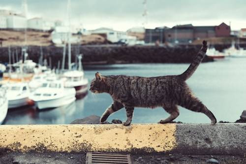 Ilustrasi Fungsi Gelambir Perut Kucing. Sumber: Unsplash