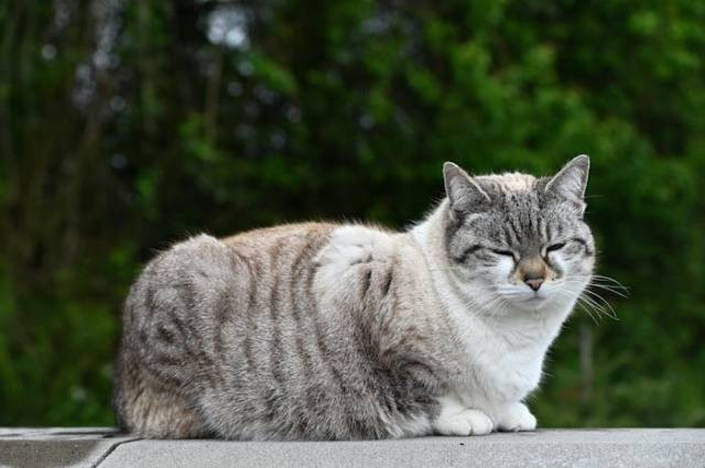 Ilustrasi tahap proses melahirkan pada kucing, sumber foto: JacLou- DL by pexels.com