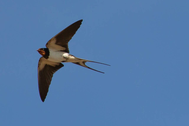 Ilustrasi tempat memelihara burung walet. Foto: Pixabay