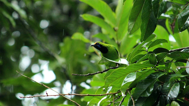 Ilustrasi cara mengatasi burung cucak ijo macet. Foto: Pixabay