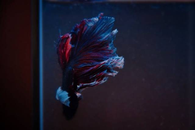 Ilustrasi tips memelihara ikan hias, sumber foto: Stacey Koenitz R by pexels.com