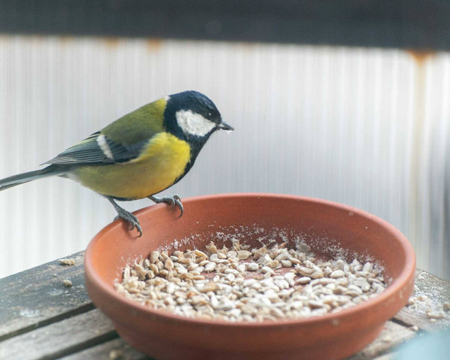 ilustrasi pakan burung. Sumber foto: Pexels
