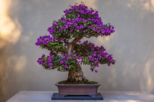 Ilustrasi Cara Membuat Bonsai Indah. Sumber: Unsplash