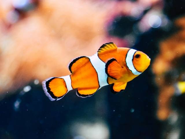 Ilustrasi hewan yang tidak memiliki lidah. Sumber: unsplash.com/RachelHisko.