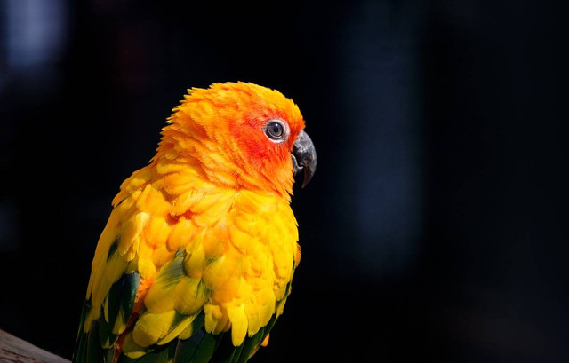 Ilustrasi tips merawat burung parkit di rumah. Foto: pixabay