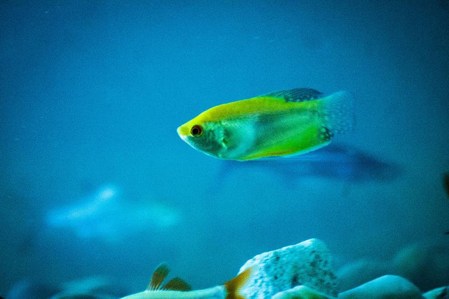 Ilustrasi hewan yang bernapas dengan insang. Sumber: www.unsplash.com