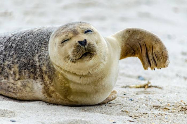 Ilustrasi Anjing Laut Bernapas dengan. Sumber: unsplash.com/ Steve Adams
