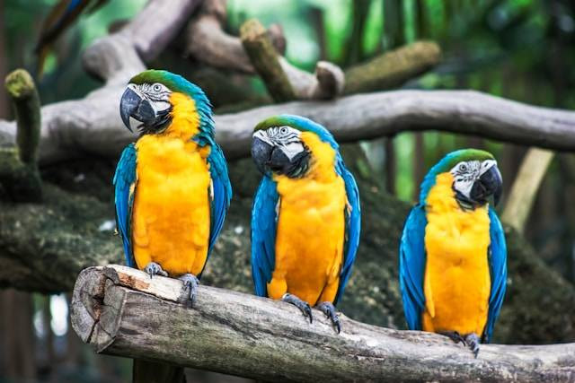 Tips Merawat Burung Hias saat Musim Hujan. Foto Hanya Ilustrasi. Sumber Foto: Unsplash.com/Sid Balachandran