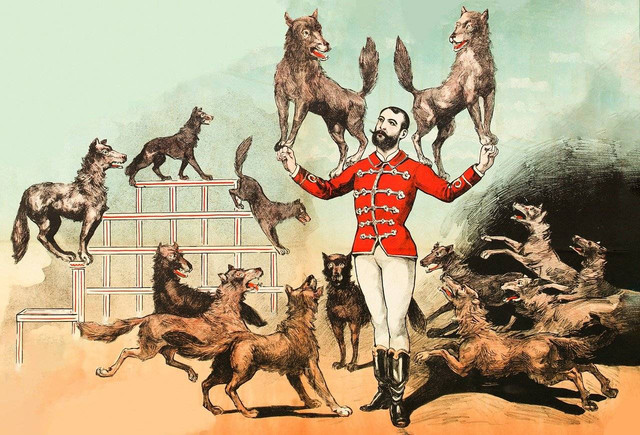 Ilustrasi Aktivitas Politik Pasca-Pemilu "Homo Homini Lupus" gerombolan serigala. Sumber (Pixabay)