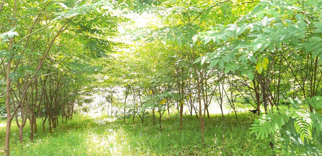 Kondisi lahan yang digunakan untuk pengembangan program green economy village di Gunungkidul. Foto: Len