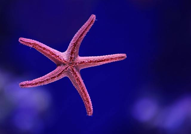 Ilustrasi klasifikasi bintang laut. Sumber: unsplash.com/David Clode