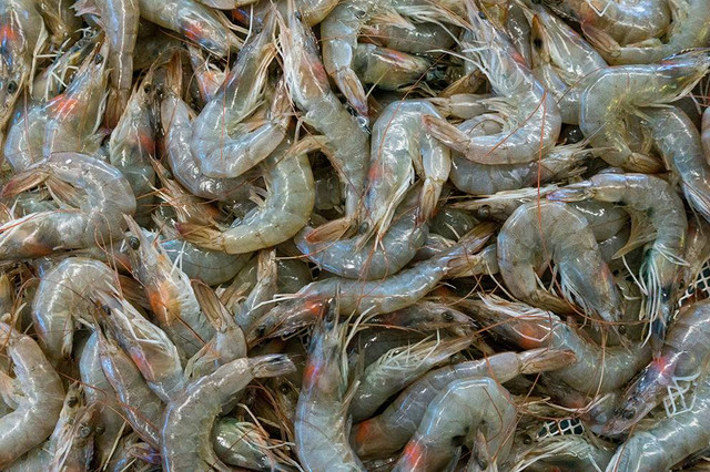Ilustrasi udang bernapas dengan. Sumber: www.unsplash.com