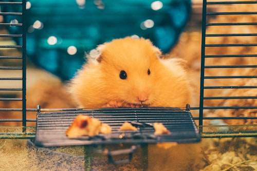 Ilustrasi Kandang Ideal untuk Hamster. Sumber: Unsplash