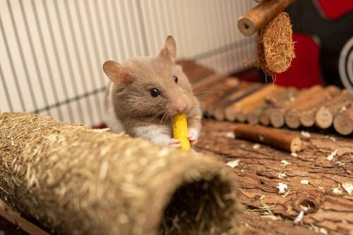Ilustrasi Jenis Pakan Hamster yang Bagus. Sumber: Unsplash