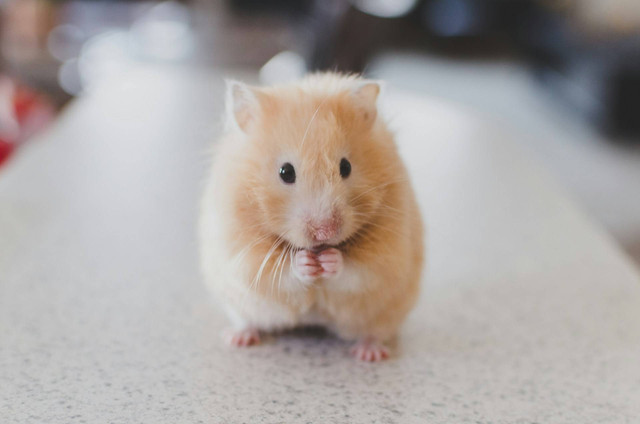 Ilustrasi hamster teddy bear. Sumber foto: Unsplash