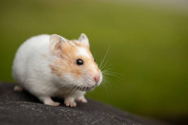 Ilustrasi: Sifat Hamster Rusia Kerdil. Sumber: Sharon Snider/Pexels.com