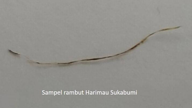 Helai rambut diduga milik harimau Jawa ditemukan di Sukabumi Selatan. Foto: Dok. BRIN