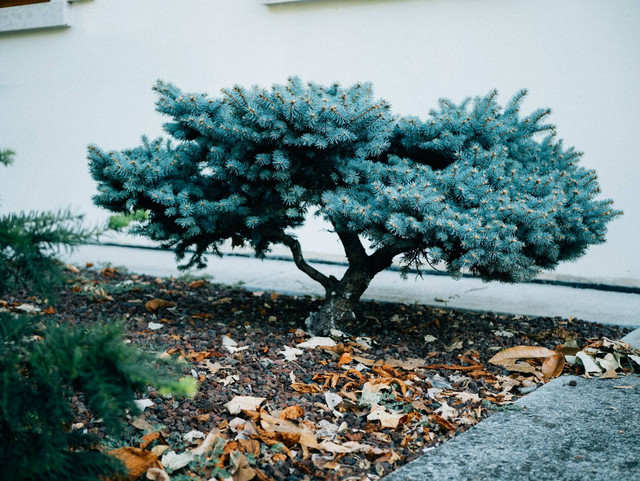 ilustrasi taman mini. Sumber foto: Unsplash