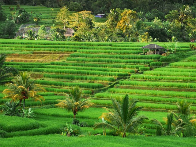 wisata sawah di Bali. Sumber: Unsplash/claudia fernandez ortiz