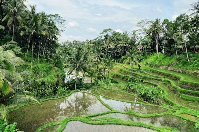 Destinasi Wisata Sawah di Ubud. Foto hanya ilustrasi bukan tempat sebenarnya. Sumber foto: Unsplash.com/Max Kukurudziak