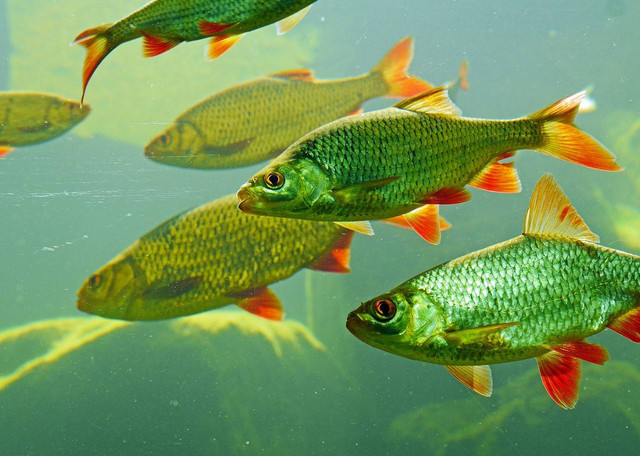 Ilustrasi cara memancing ikan mas di kolam. Foto: Pixabay
