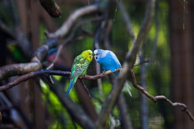 Ilustrasi bulu rontok pada burung lovebird. 