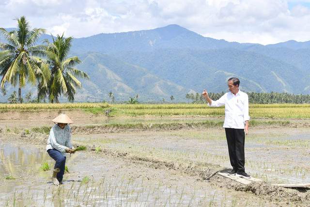 Presiden Joko Widodo didampingi Menteri Pertanian Amran Sulaiman meninjau panen raya di Kabupaten Sigi, Sulawesi Tengah, Rabu (27/3/2024). Foto: Rusman/Biro Pers Sekretariat Presiden