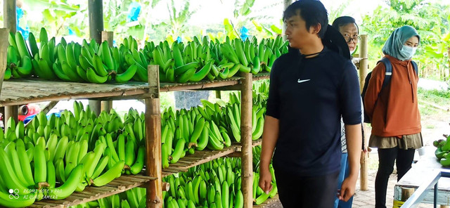 Klaster Usaha Pisang Cavendish di Pasuruan. Foto: Dok. BRI