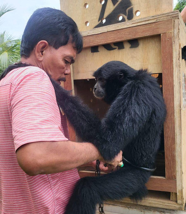 Salah satu Owa Siamang yang dievakuasi BKSDA Sumsel dari masyarakat, Foto : BKSDA Sumsel