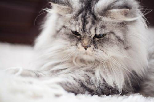 Ilustrasi Makanan terbaik untuk kucing berbulu panjang. Sumber: pixabay