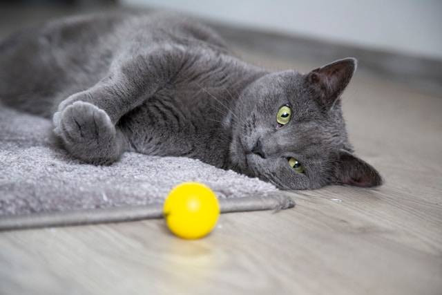Ilustrasi Jenis-Jenis Permainan Mental untuk Kucing. Foto: dok. Unsplash/Milada Vigerova