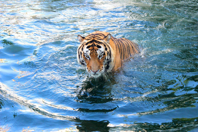 Ilustrasi: Harimau Gambar oleh Amelia Stefani dari Pixabay