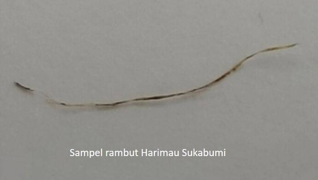 Foto Sampel Rambut Harimau Jawa Yang ditemukan di sukabumi Gambar Di peroleh Dari Laman Resmi BRIN