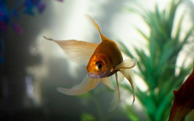 Ilustrasi cara menambahkan batu dan kayu apung ke aquascape. Sumber: imsogabriel Stock/pexels.com
