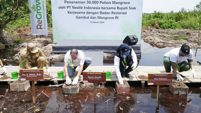 Presiden Direktur PT Nestlé Indonesia Samer Chedid (tengah) bersama dengan Kementerian Koordinator Bidang Kemaritiman dan Investasi, Koordinator Pengendalian Pemanfaatan dan Pelestarian Hutan Fatma Puspitasari (kanan), Bupati Kabupaten Siak Alfredri (kiri) melakukan penanaman bibit pohon mangrove di Desa Rawa Mekar Jaya pada 25 Maret 2024. Dok. Nestle Indonesia.